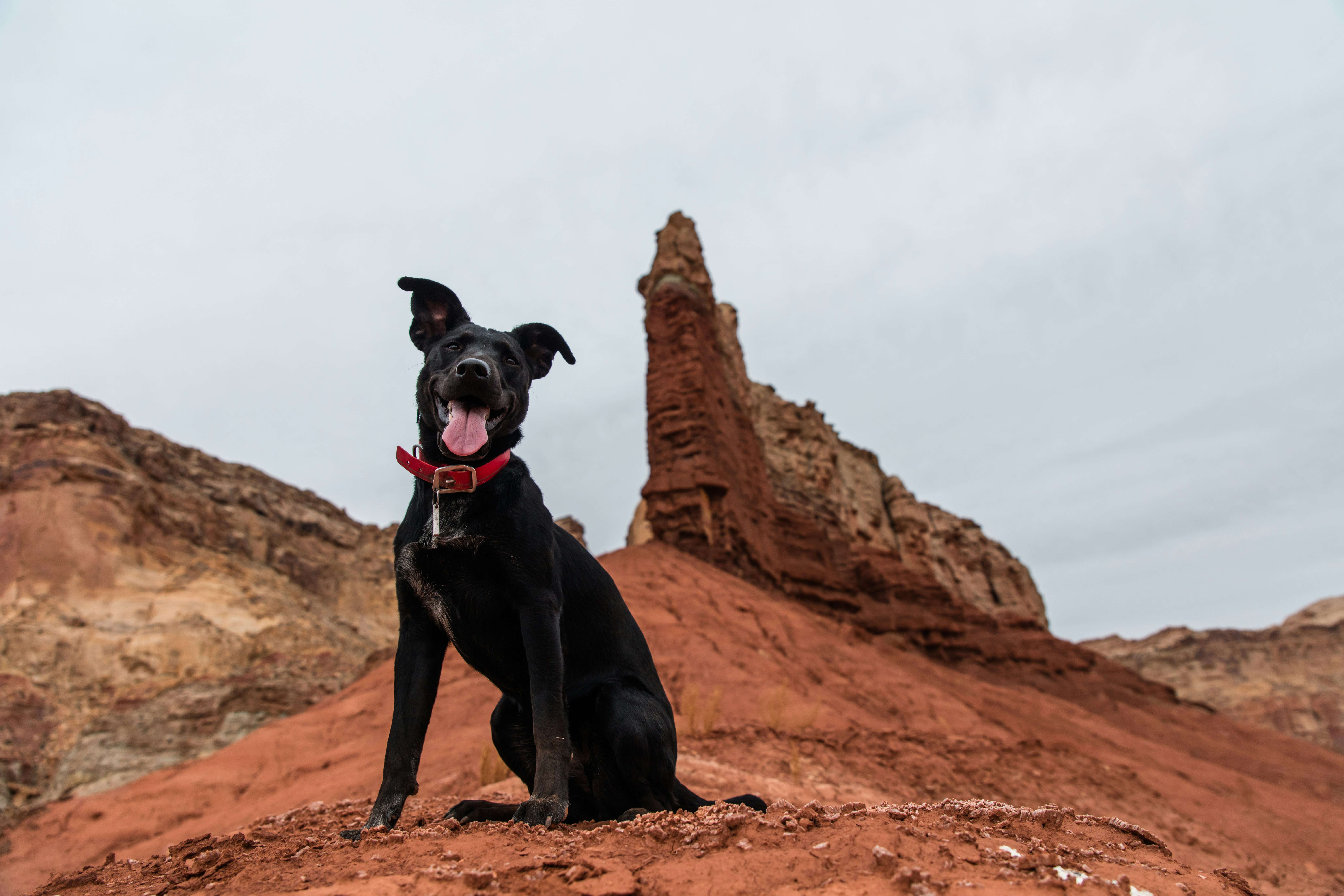 black dog sitting on ground near canyon during daytime